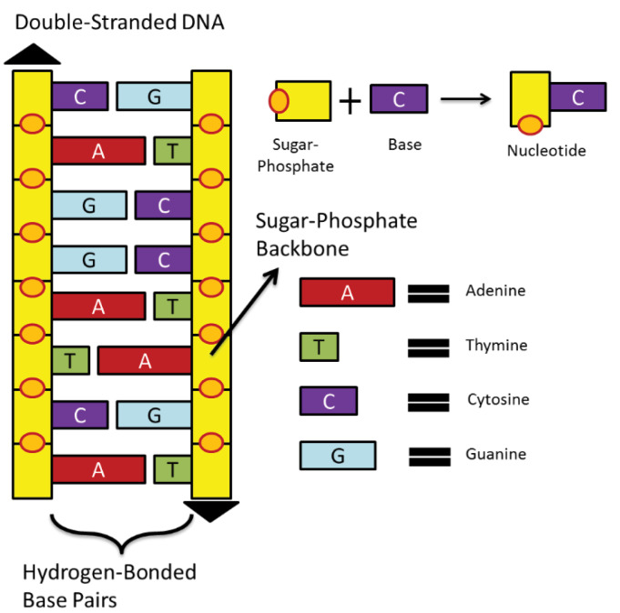 A Markov chain-based feature extraction method for classification and identification of cancerous DNA sequences.