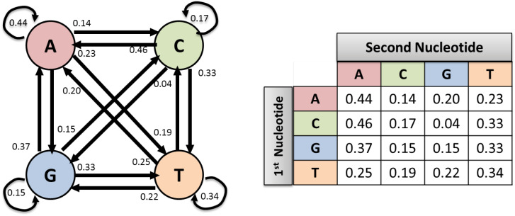 A Markov chain-based feature extraction method for classification and identification of cancerous DNA sequences.