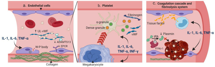 The Many Faces of Cytokine Release Syndrome-Related Coagulopathy.