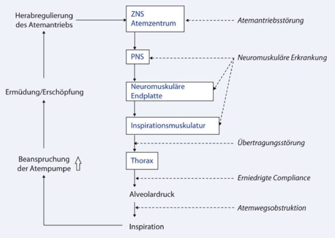 [Pathophysiology, diagnostics and treatment of the respiratory pump].