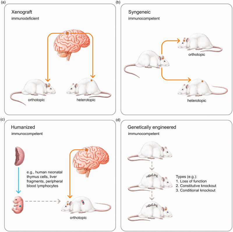 Rodent Models to Analyze the Glioma Microenvironment.