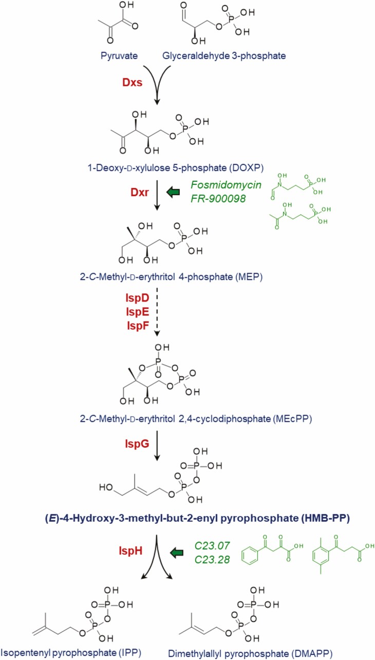 Immuno-antibiotics: targeting microbial metabolic pathways sensed by unconventional T cells.