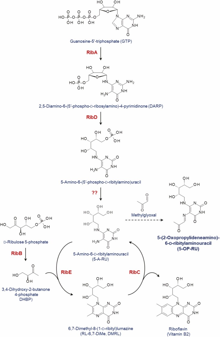 Immuno-antibiotics: targeting microbial metabolic pathways sensed by unconventional T cells.