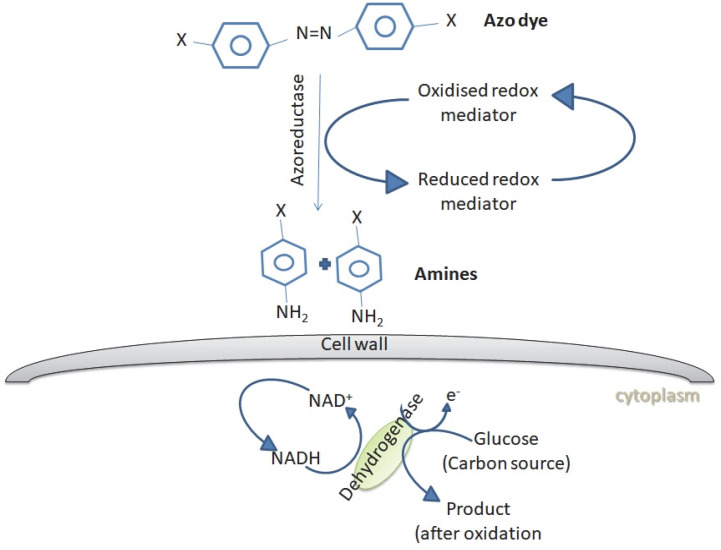 Degradation of dyes by fungi: an insight into mycoremediation.