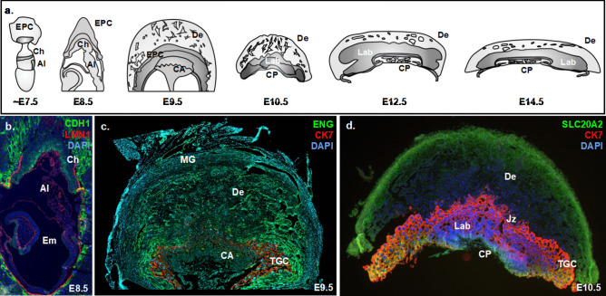 Cellular Complexity of Hemochorial Placenta: Stem Cell Populations, Insights from scRNA-seq, and SARS-CoV-2 Susceptibility.