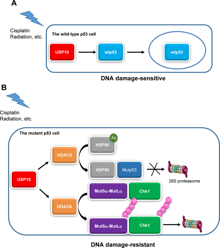 Implications of the USP10-HDAC6 axis in lung cancer - A path to precision medicine.