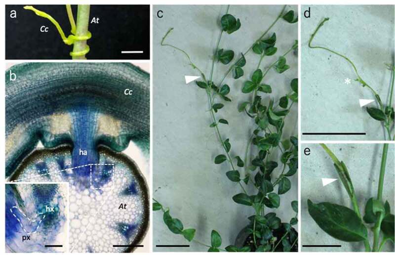 Tissue adhesion between distant plant species in parasitism and grafting.