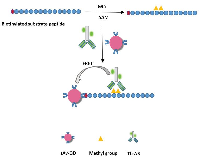 A sensitive homogeneous enzyme assay for euchromatic histone-lysine-N-methyltransferase 2 (G9a) based on terbium-to-quantum dot time-resolved FRET.