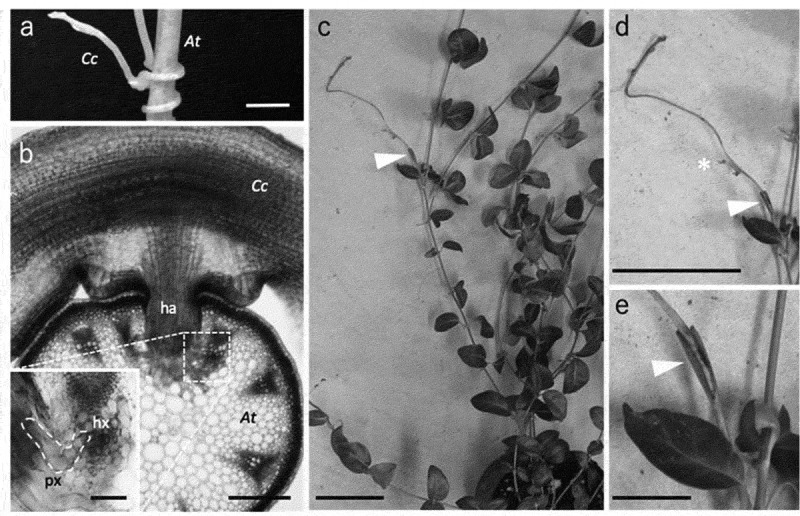 Tissue adhesion between distant plant species in parasitism and grafting.