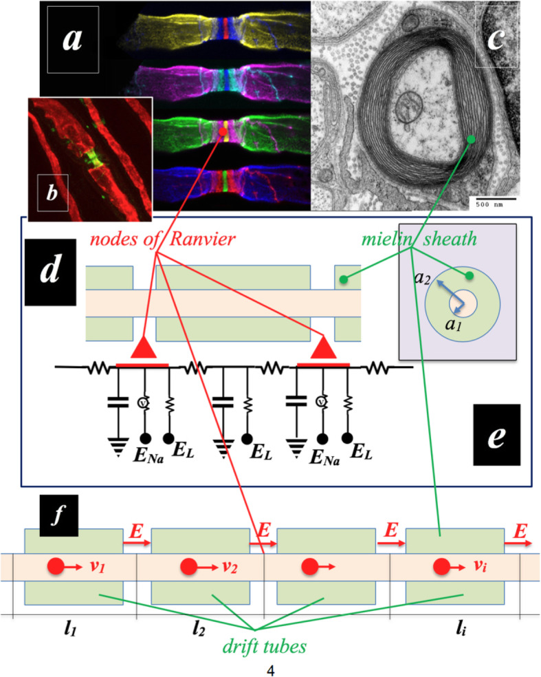 Statistical field theory of the transmission of nerve impulses.