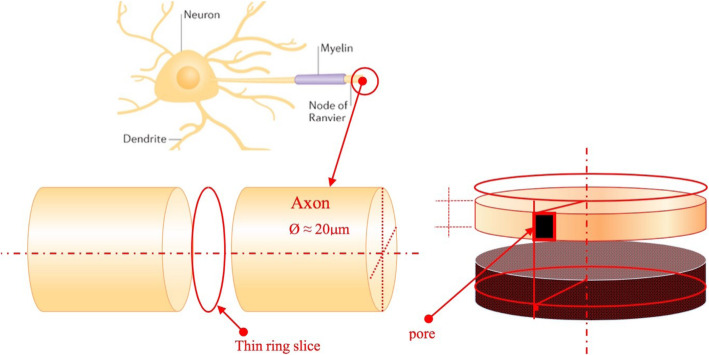 Statistical field theory of the transmission of nerve impulses.