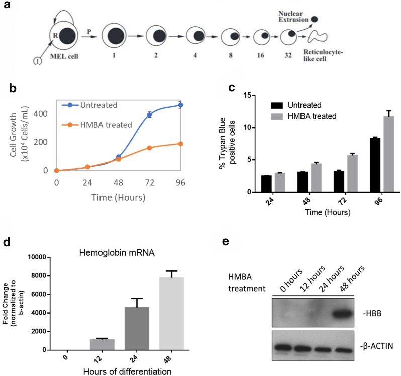 The histone methyltransferase inhibitor A-366 enhances hemoglobin expression in erythroleukemia cells upon co-exposure with chemical inducers in culture.