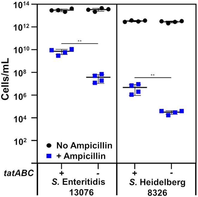 Twin-arginine translocation (Tat) mutants in <i>Salmonella enterica</i> serovar Typhimurium have increased susceptibility to cell wall targeting antibiotics.