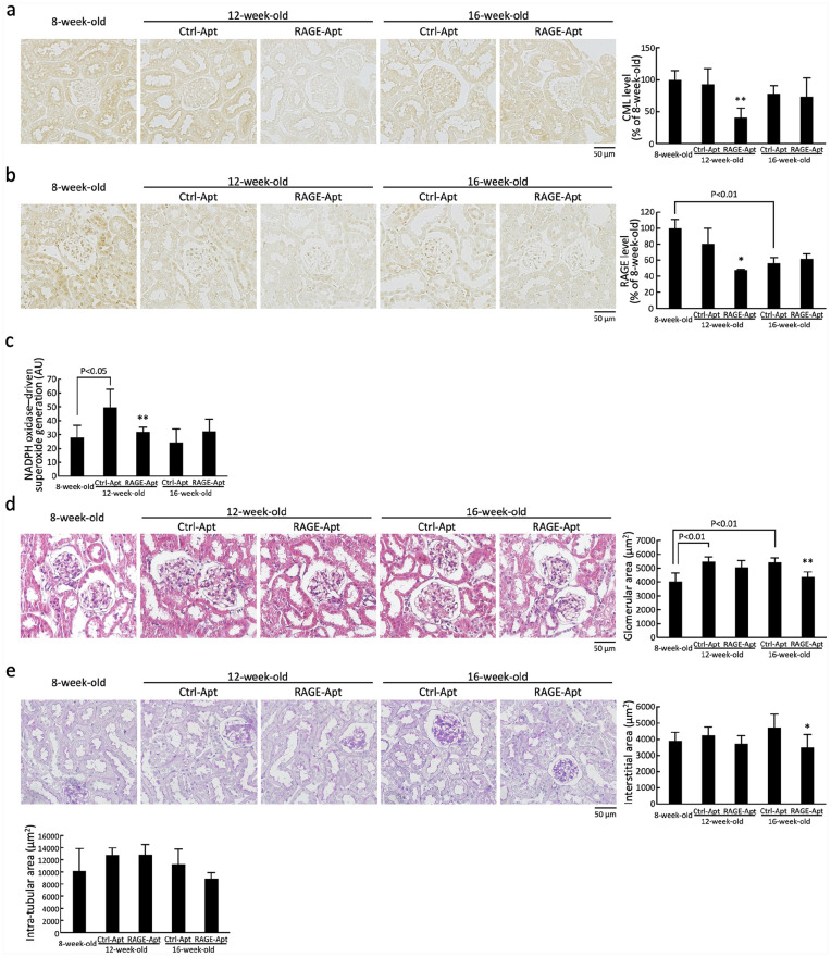 DNA aptamer raised against receptor for advanced glycation end products suppresses renal tubular damage and improves insulin resistance in diabetic mice.