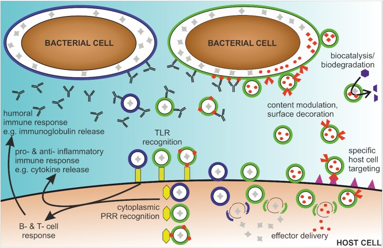 Outer membrane vesicles as versatile tools for therapeutic approaches.