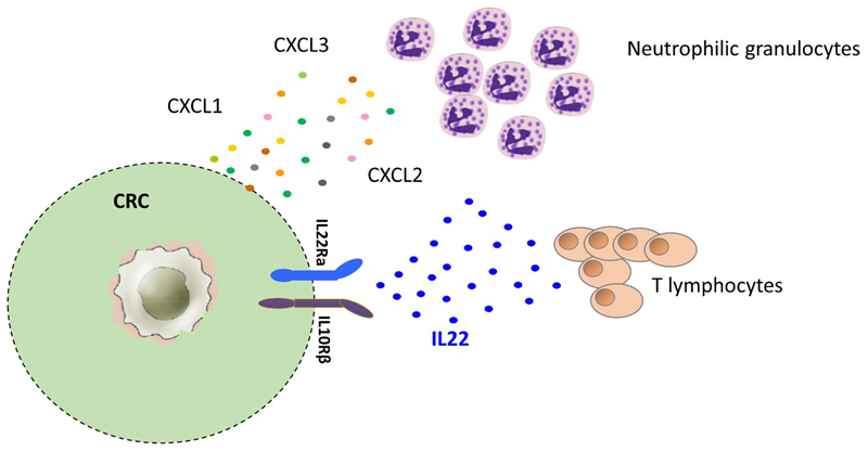 IL-22-mediates Cross-talk between Tumor Cells and Immune Cells Associated with Favorable Prognosis in Human Colorectal Cancer.