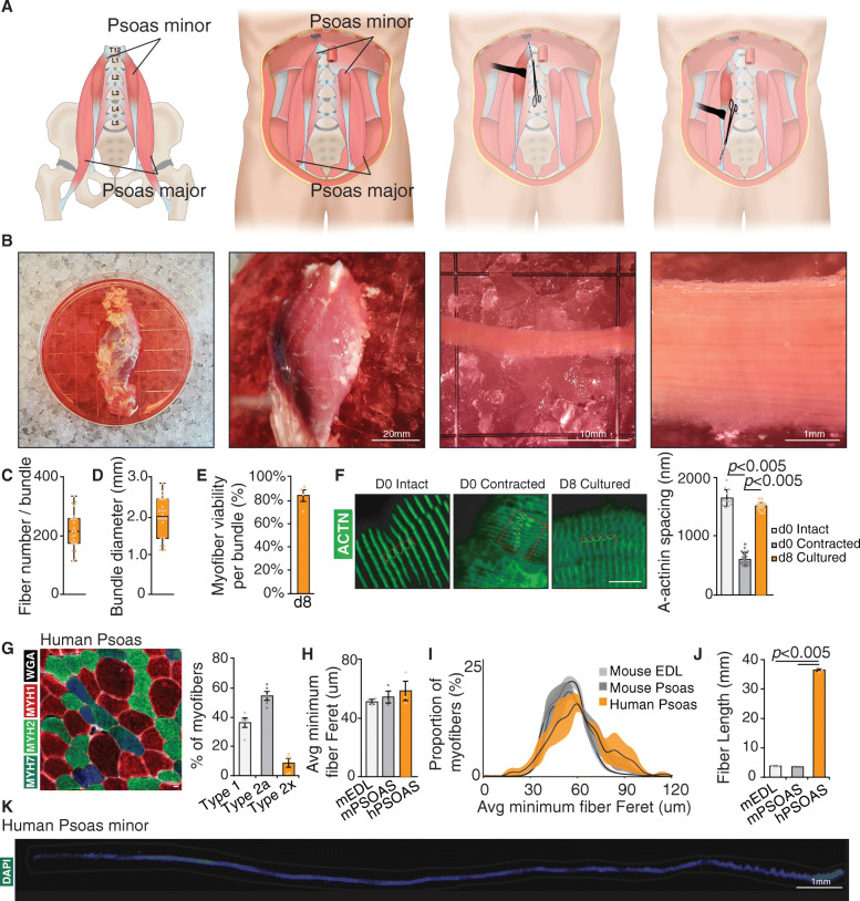 Analysis of human satellite cell dynamics on cultured adult skeletal muscle myofibers.