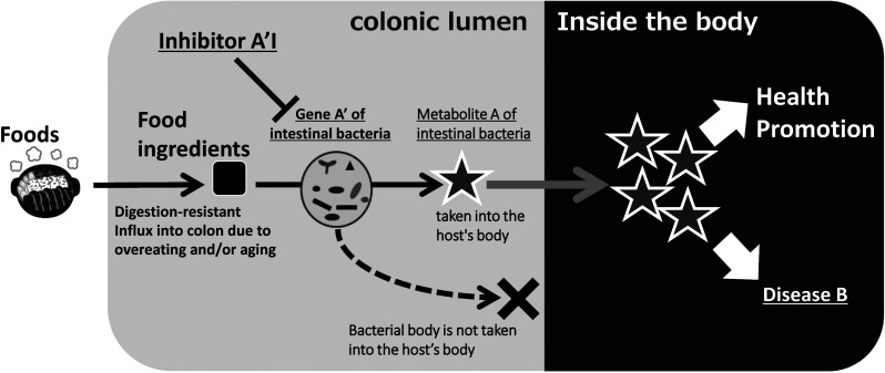 The importance of genetic research on the dominant species of human intestinal indigenous microbiota.