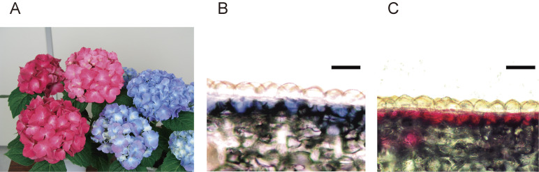 Insight into chemical mechanisms of sepal color development and variation in hydrangea.