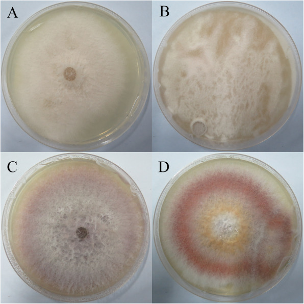 ITRAQ-based quantitative proteomic analysis of Fusarium moniliforme (Fusarium verticillioides) in response to Phloridzin inducers.