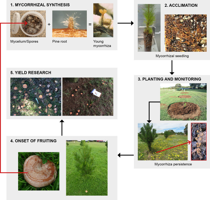 Successes and challenges in the sustainable cultivation of edible mycorrhizal fungi - furthering the dream.