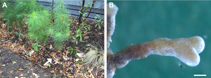 Successes and challenges in the sustainable cultivation of edible mycorrhizal fungi - furthering the dream.