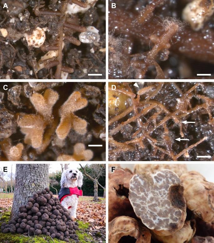 Successes and challenges in the sustainable cultivation of edible mycorrhizal fungi - furthering the dream.