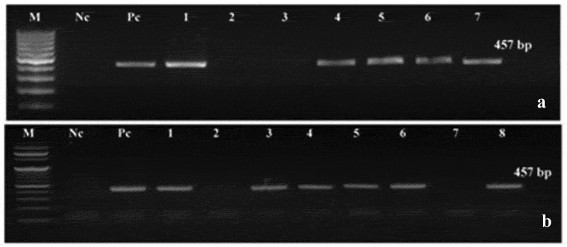 Overexpression of bacterial <i>katE</i> gene improves the resistance of modified tomato plant against <i>Fusarium oxysporum</i> f. sp. <i>lycopersici</i>.