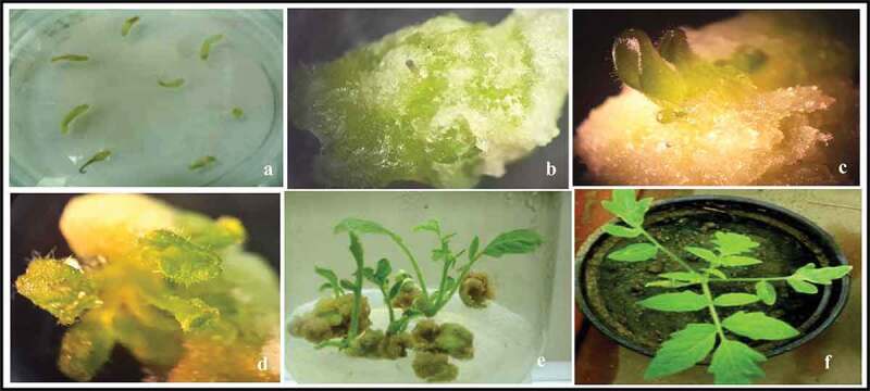 Overexpression of bacterial <i>katE</i> gene improves the resistance of modified tomato plant against <i>Fusarium oxysporum</i> f. sp. <i>lycopersici</i>.