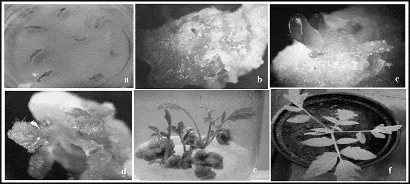 Overexpression of bacterial <i>katE</i> gene improves the resistance of modified tomato plant against <i>Fusarium oxysporum</i> f. sp. <i>lycopersici</i>.