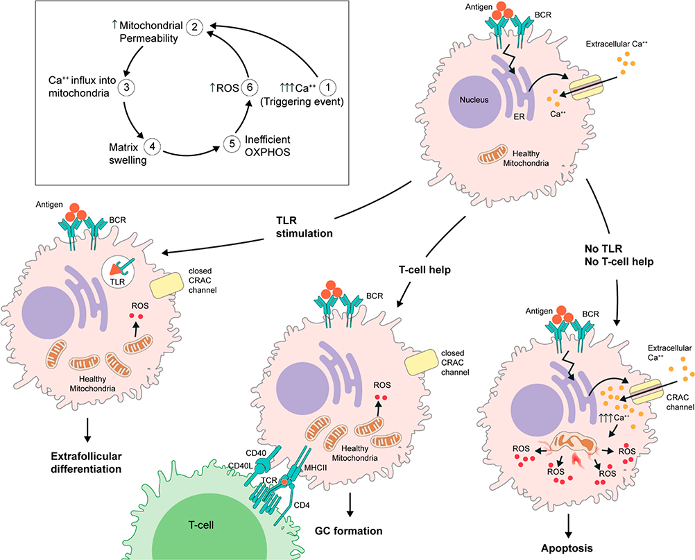 The Metabolic Clock Model of B Cell Activation and Differentiation.