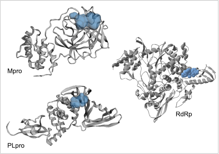 Computational molecular docking and virtual screening revealed promising SARS-CoV-2 drugs.