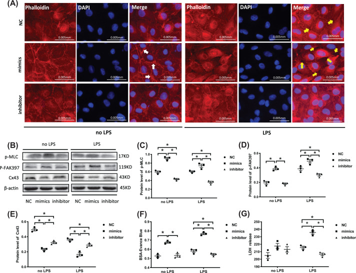 Sepsis plasma-derived exosomal miR-1-3p induces endothelial cell dysfunction by targeting SERP1.