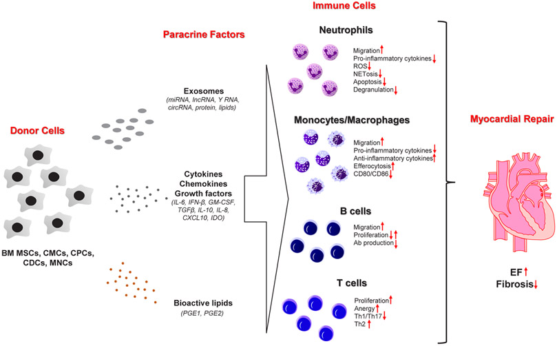 Immunomodulatory Effects of Cell Therapy after Myocardial Infarction.