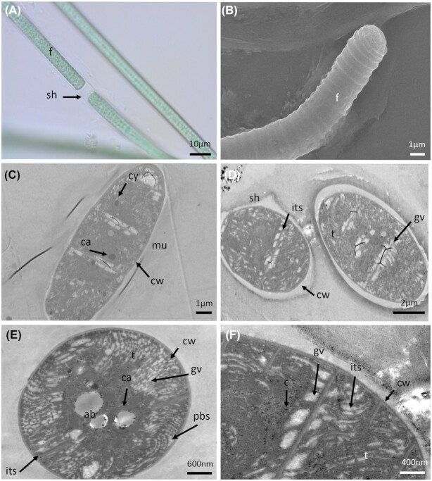 Diversity of cyanobacteria from thermal muds (Balaruc-Les-Bains, France) with the description of <i>Pseudochroococcus coutei</i> gen. nov., sp. nov.