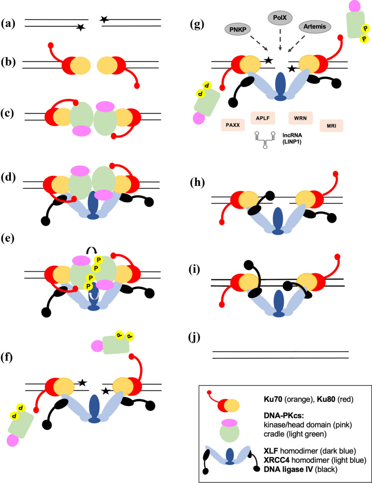 Structural insights into the role of DNA-PK as a master regulator in NHEJ.