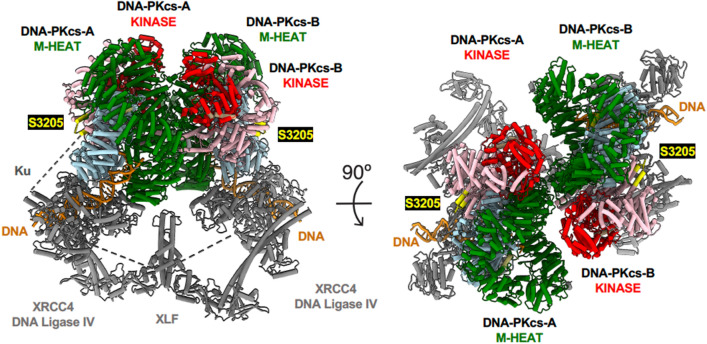 Structural insights into the role of DNA-PK as a master regulator in NHEJ.