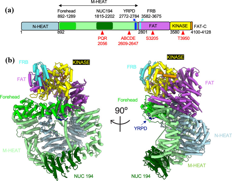 Structural insights into the role of DNA-PK as a master regulator in NHEJ.