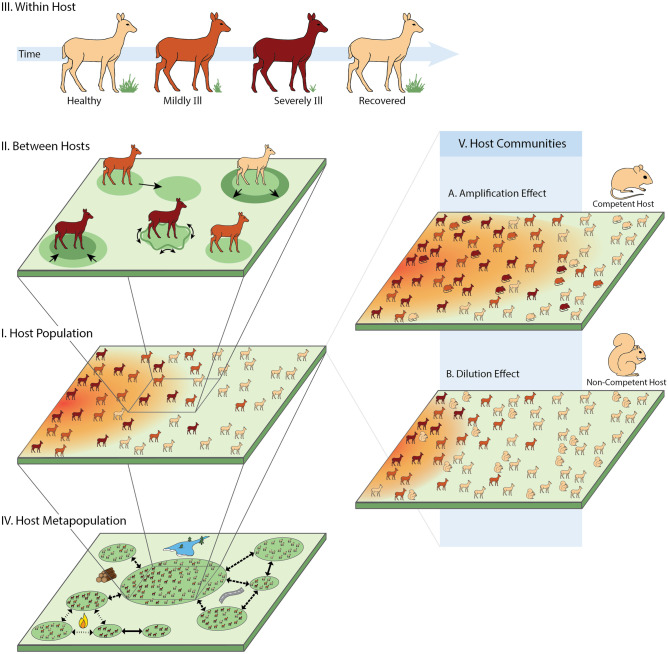 Transient disease dynamics across ecological scales.