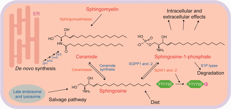 A Glimpse of the Structural Biology of the Metabolism of Sphingosine-1-Phosphate.