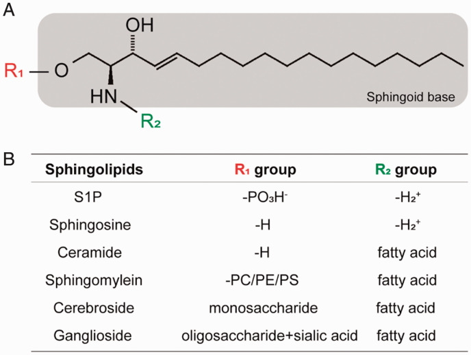 A Glimpse of the Structural Biology of the Metabolism of Sphingosine-1-Phosphate.