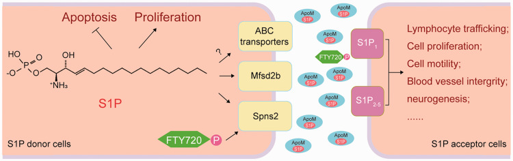 A Glimpse of the Structural Biology of the Metabolism of Sphingosine-1-Phosphate.