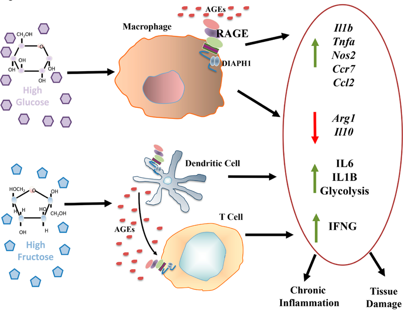 Inflammation Meets Metabolism: Roles for the Receptor for Advanced Glycation End Products Axis in Cardiovascular Disease.