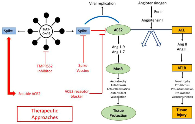 Mechanisms and management of prothrombotic state in COVID-19 disease.