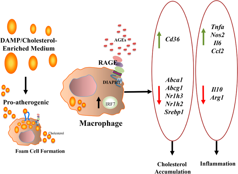 Inflammation Meets Metabolism: Roles for the Receptor for Advanced Glycation End Products Axis in Cardiovascular Disease.