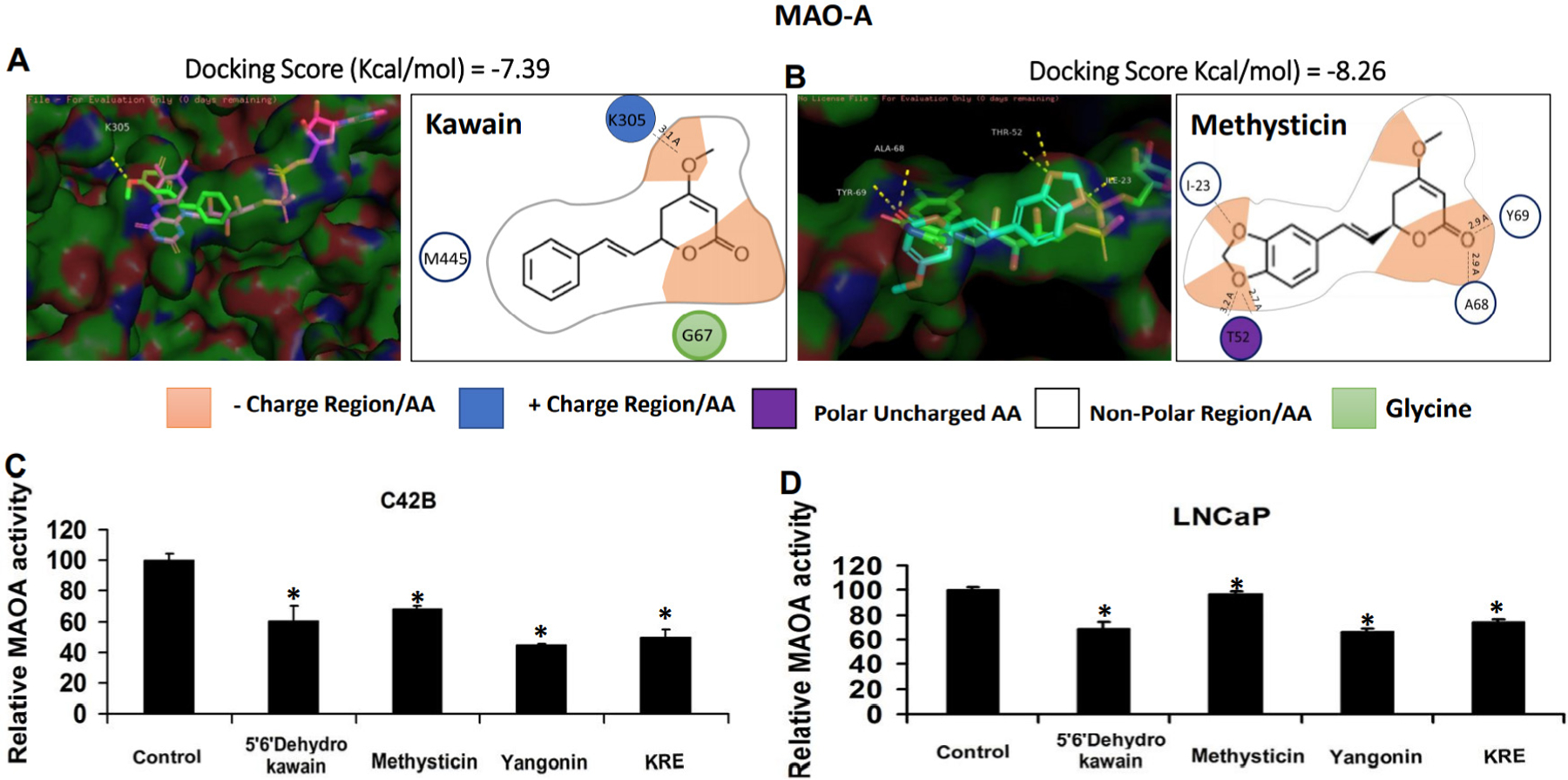 Kava root extracts hinder prostate cancer development and tumorigenesis by involvement of dual inhibition of MAO-A and LSD1.