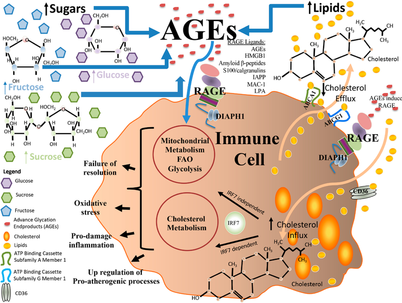 Inflammation Meets Metabolism: Roles for the Receptor for Advanced Glycation End Products Axis in Cardiovascular Disease.