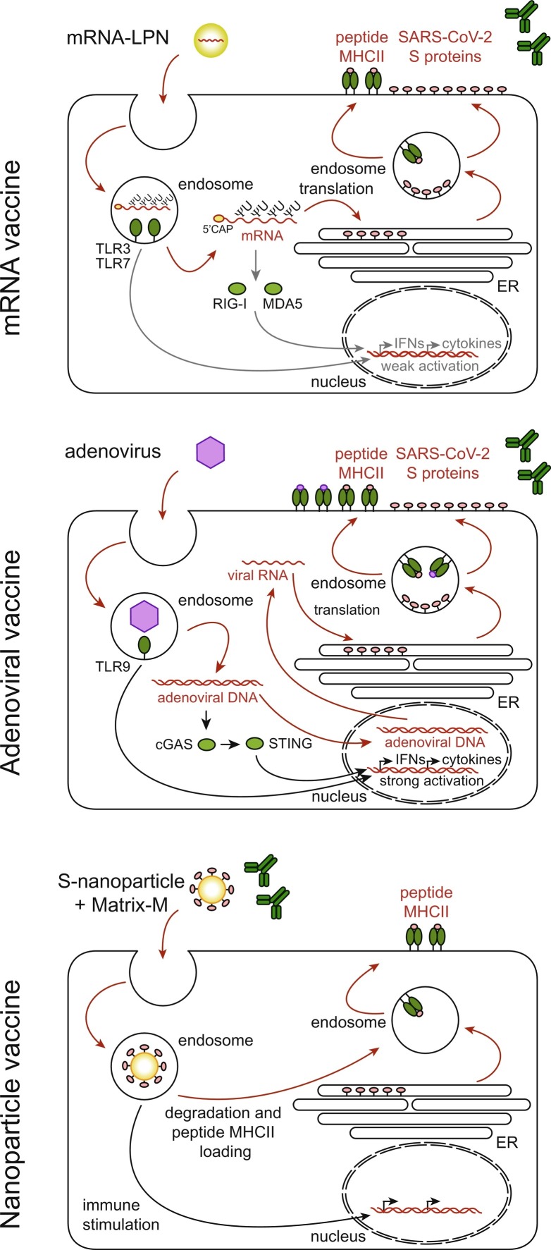 Immunology of SARS-CoV-2 infections and vaccines.