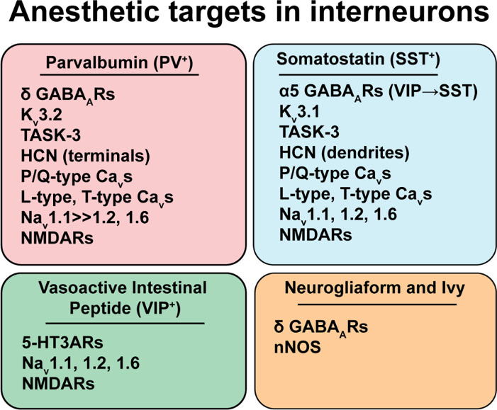 Relevance of Cortical and Hippocampal Interneuron Functional Diversity to General Anesthetic Mechanisms: A Narrative Review.