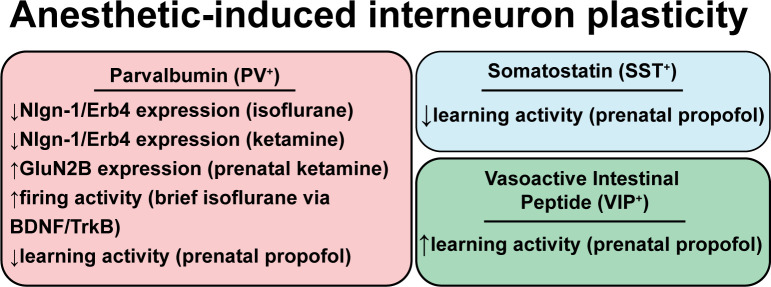 Relevance of Cortical and Hippocampal Interneuron Functional Diversity to General Anesthetic Mechanisms: A Narrative Review.